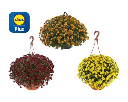 Chrysanthemen Ampel «Skyfall»