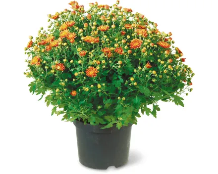 Chrysanthemen Busch