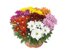 Chrysanthemen Carneval XL