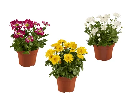 Chrysanthemen «Elle fleur»