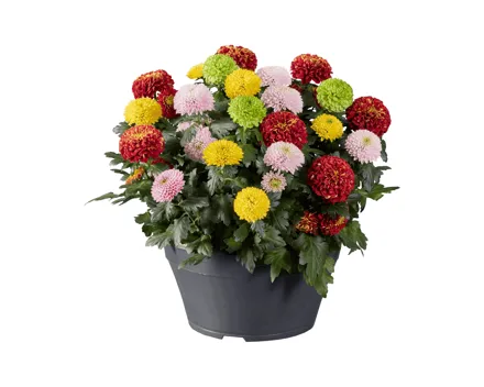 Chrysanthemen Flowerpops in Schale