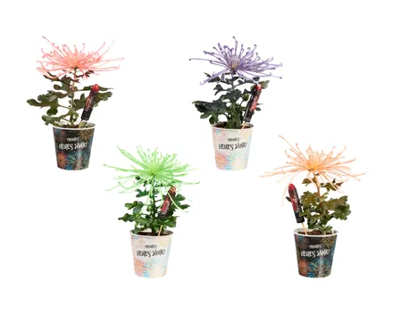 Chrysanthemen Flowerrockets