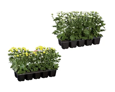 Chrysanthemen «Garden Mum»
