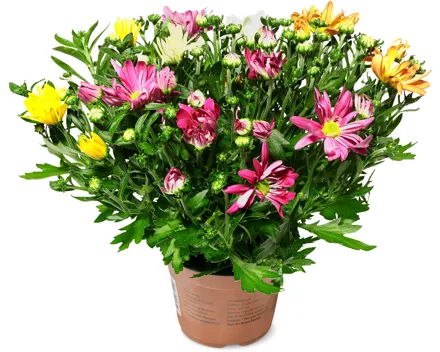 Chrysanthemen Harlekino