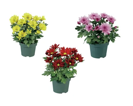 Chrysanthemen Mehrtrieber