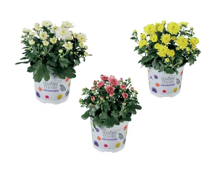 Chrysanthemen Multiflora