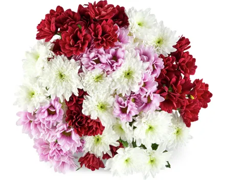 Chrysanthemen Ton in Ton