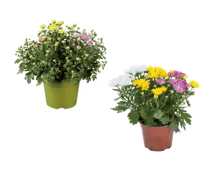 Chrysanthemen-Trio