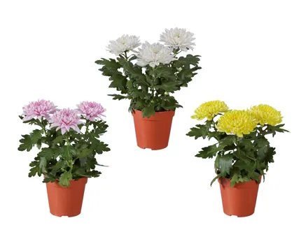 Chrysanthemen Zembla, 3er Mix