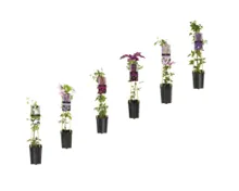 Clematis T17