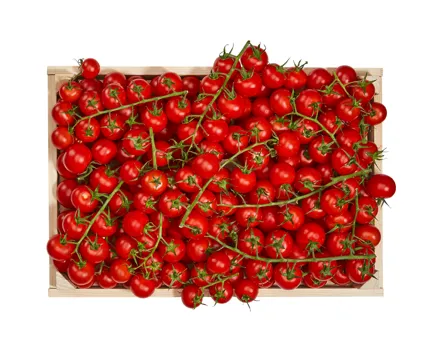 Cocktailstrauchtomaten