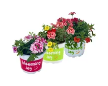 Confetti Garden