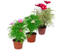 Cosmea T19