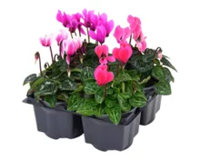 Cyclamen