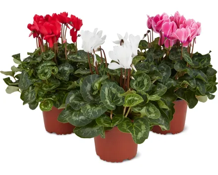 Cyclamen und Azaleen