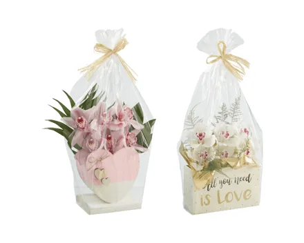 Cymbidium Valentin, 6er