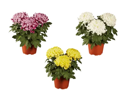 Deko Chrysanthemen