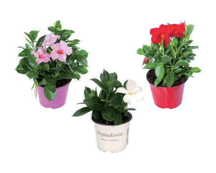 Dipladenia