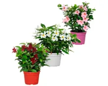 Dipladenia