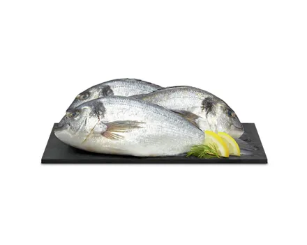 Dorade Royale ASC 3 Stück