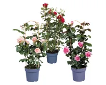 Duftrose