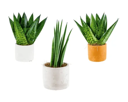 «Easy Care»-Keramikpflanzen