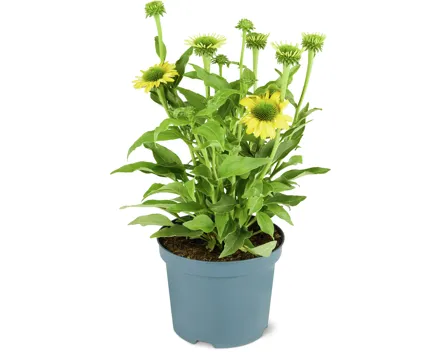 Echinacea