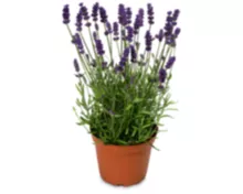 Echter Lavendel (Lavandula angustifolia aromatico), duftende, blaue Blüten, Topf Ø 12 cm