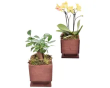 Eckiges Pflanzenarrangement