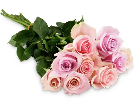 Edelrosen, Fairtrade