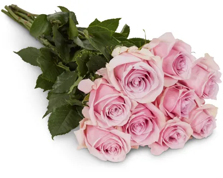 Edelrosen, Fairtrade