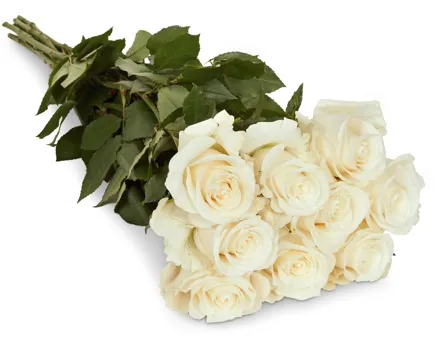 Edelrosen, Fairtrade