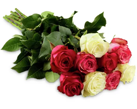 Edelrosen Trio, Fairtrade