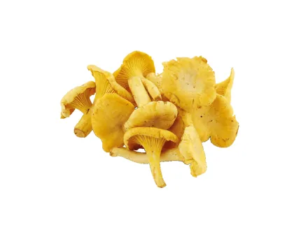 Eierschwämme