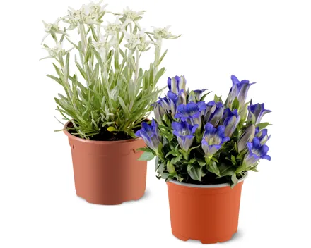 Enzian und Edelweiss