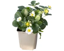 Erdbeeren