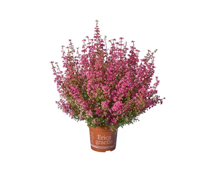 Erica Gracilis Herbst-Glut