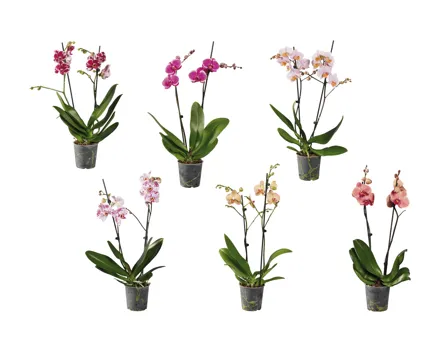 Esmara Phalaenopsis-2-Stieler