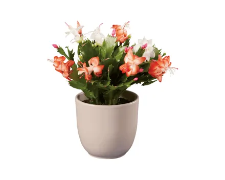 Esmara Schlumbergera Duo