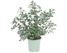Eukalyptus