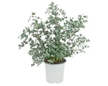 Eukalyptus