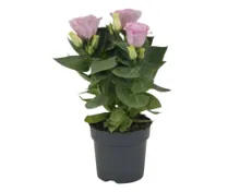 Eustoma T12