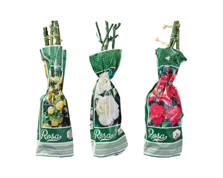 Exklusive Edel-/Beet-/Kletterrosen