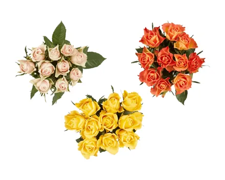 Fairtrade Rosen