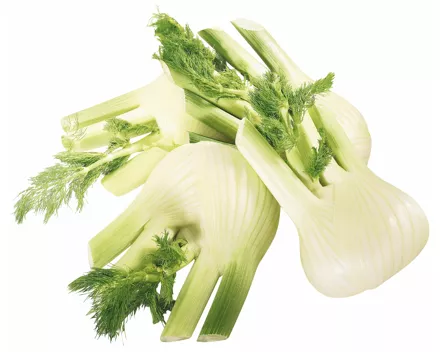 Fenchel