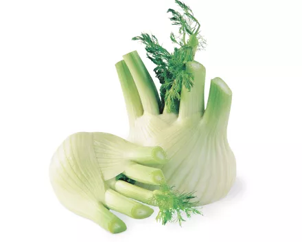 Fenchel