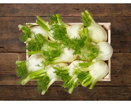 Fenchel (Aktion nur im Tessin gültig)