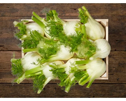 Fenchel (Aktion nur im Tessin gültig)