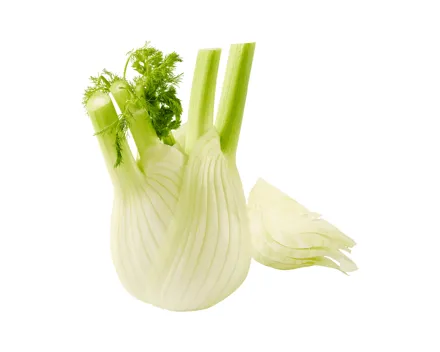 Fenchel