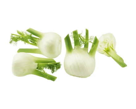 Fenchel